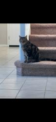 Lost Male Cat last seen Near E SANDS DR, Phoenix, AZ 85050