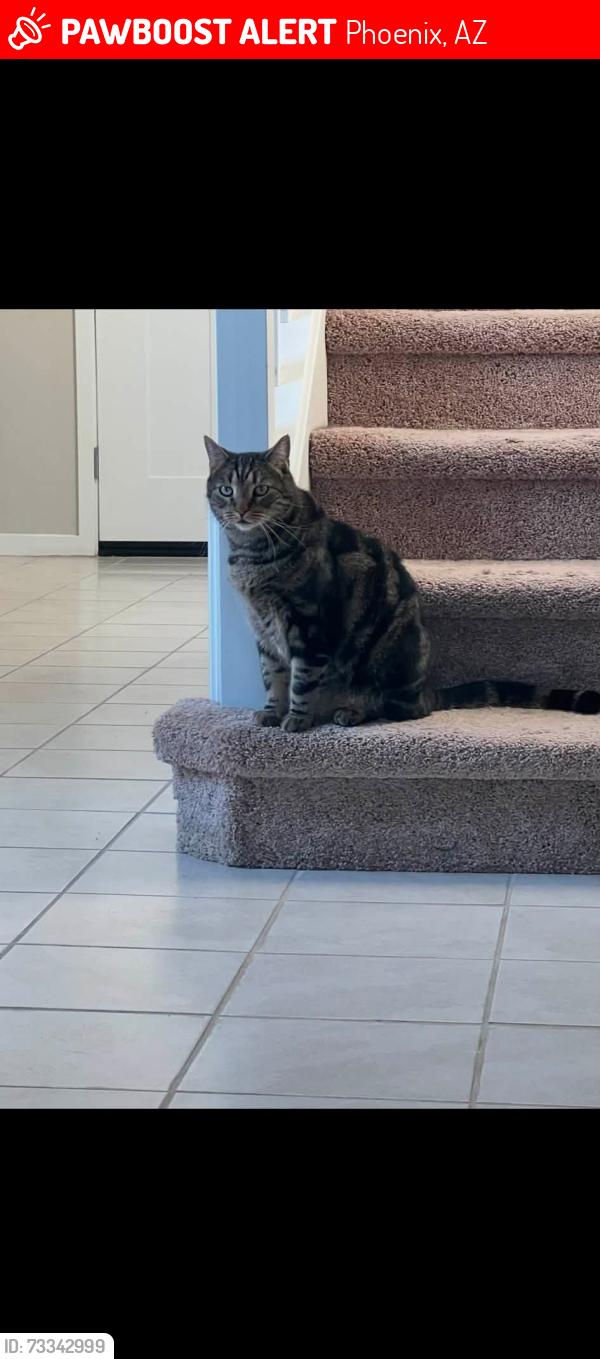 Lost Male Cat last seen Near E SANDS DR, Phoenix, AZ 85050