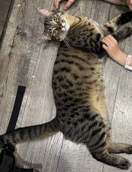 Lost Male Cat last seen Se 133rd and cora, Portland, OR 97236