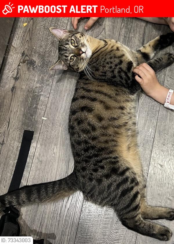 Lost Male Cat last seen Se 133rd and cora, Portland, OR 97236