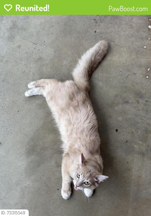 Reunited Unknown Cat last seen Athens & Augusta Avenue, Athens, GA 30601