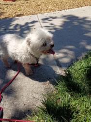 Lost Male Dog last seen Pebble Beach and La paz, Victorville, CA 92395