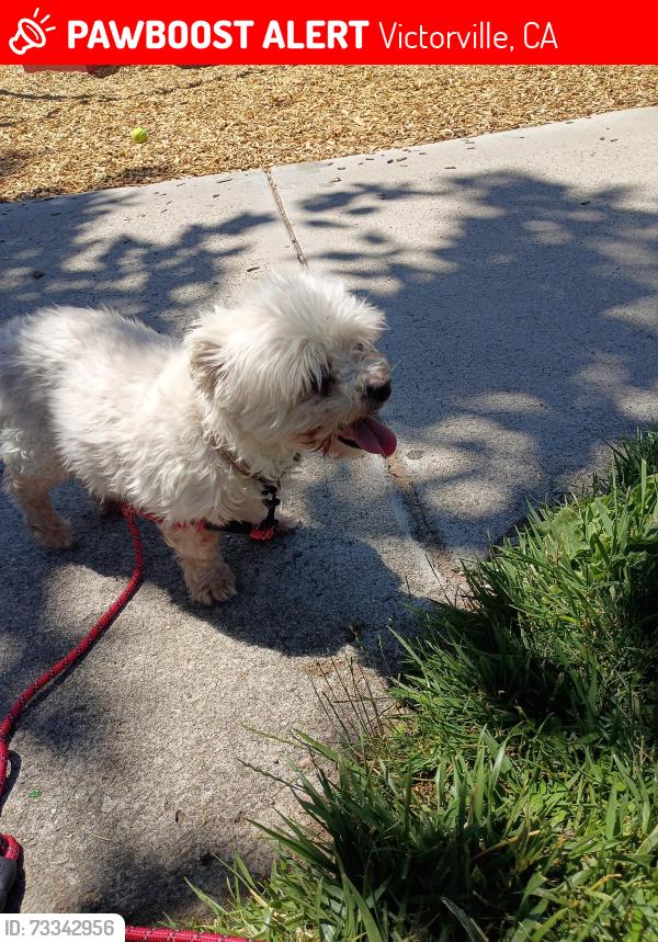 Lost Male Dog last seen Pebble Beach and La paz, Victorville, CA 92395
