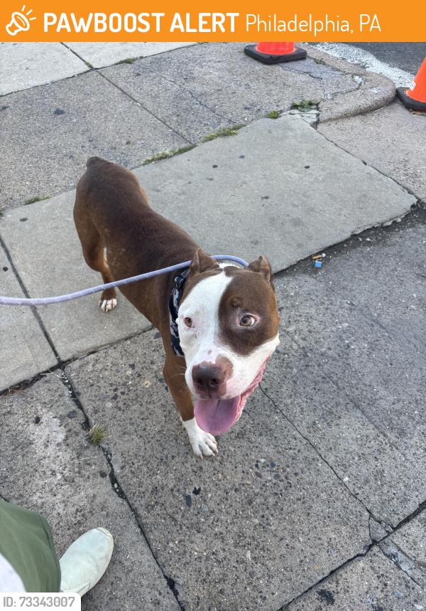 Found/Stray Male Dog last seen 56th and cedar, Philadelphia, PA 19143