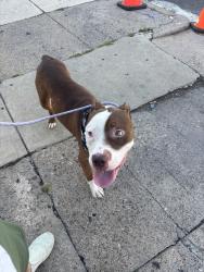 Found/Stray Male Dog last seen 56th and cedar, Philadelphia, PA 19143