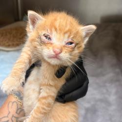 Shelter Stray Male Cat last seen , 5570 Sturmer Park Cir, Winston-Salem, NC 27105, USA