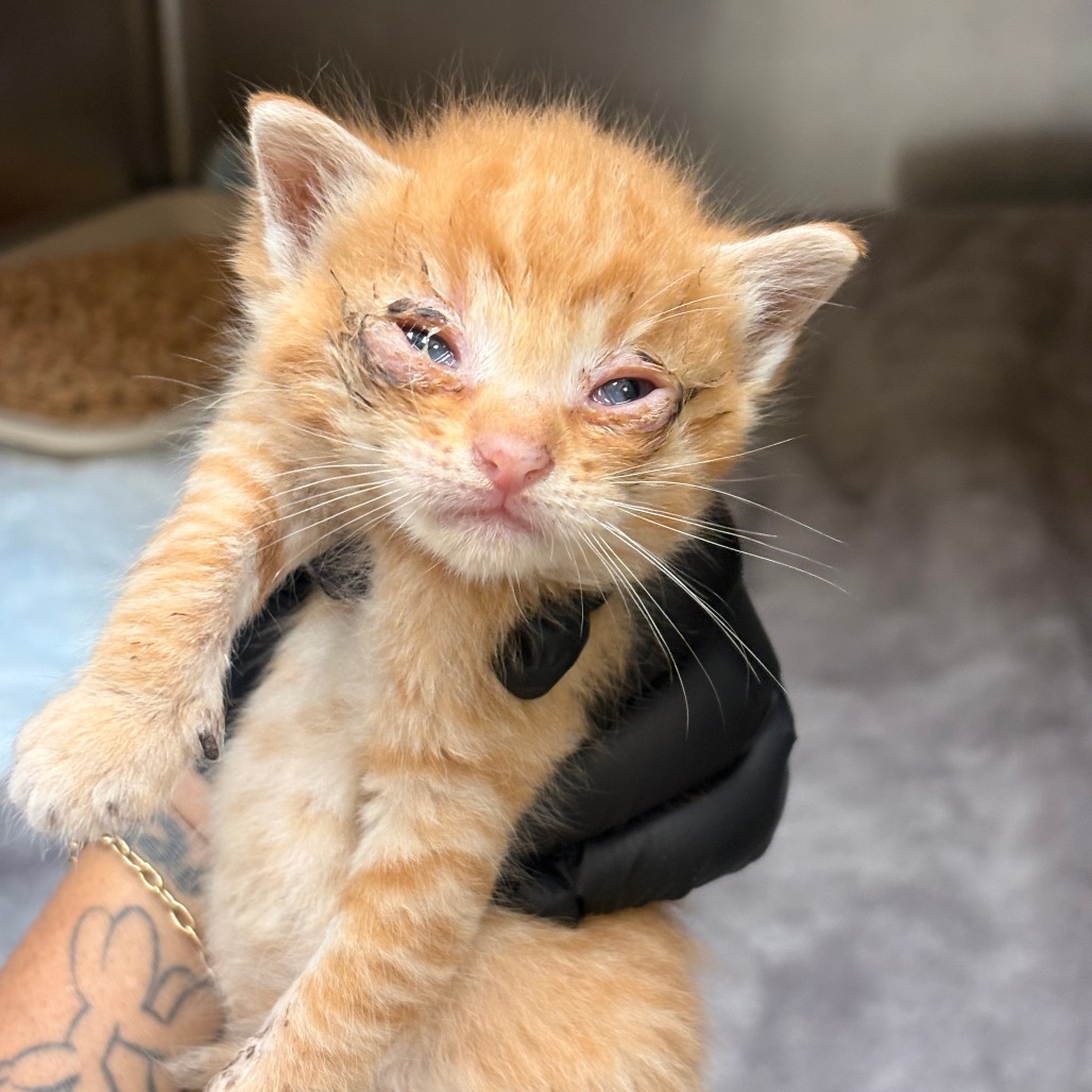 Shelter Stray Male Cat last seen , 5570 Sturmer Park Cir, Winston-Salem, NC 27105, USA