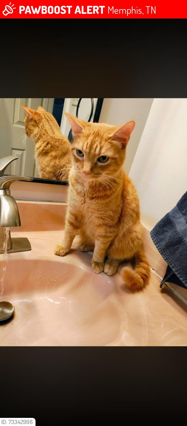Lost Male Cat last seen Valleydale and crump- near crump elementary, Memphis, TN 38141