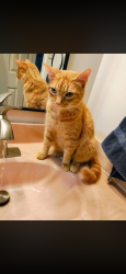 Lost Male Cat last seen Valleydale and crump- near crump elementary, Memphis, TN 38141