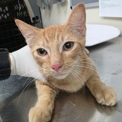Shelter Stray Male Cat last seen , 361 S Raymond Ave, Pasadena, CA 91105, USA