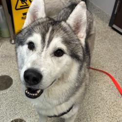 Shelter Stray Male Dog last seen , 1013 Garfield St, Oak Park, IL 60304, USA