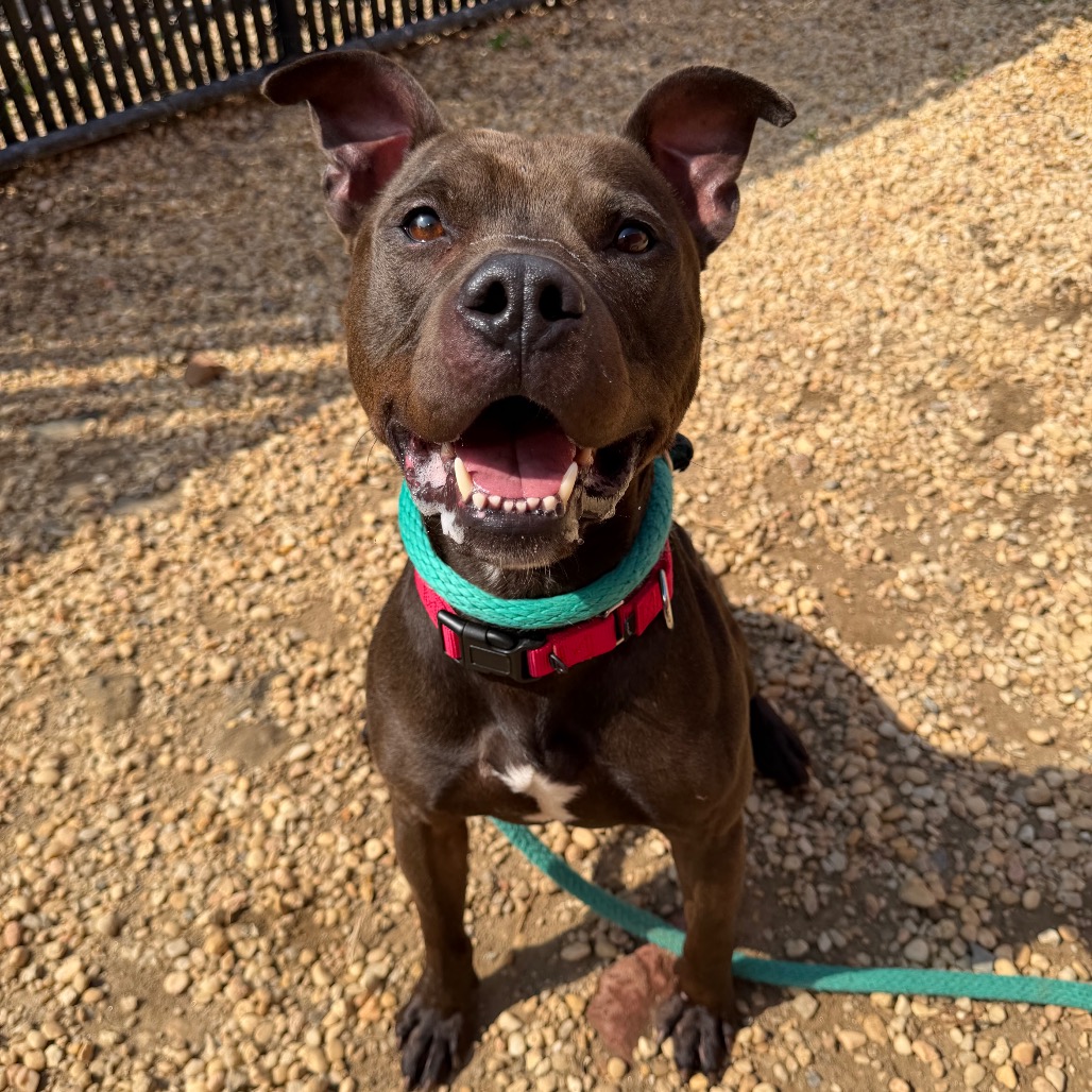 Shelter Stray Male Dog last seen , Animal Care & Control Team of Philly, 111 W Hunting Park Ave, Philadelphia, PA 19140, USA