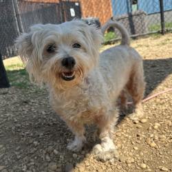 Shelter Stray Female Dog last seen , Animal Care & Control Team of Philly, 111 W Hunting Park Ave, Philadelphia, PA 19140, USA