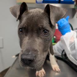 Shelter Stray Male Dog last seen , 328 Furman Hall Rd, Greenville, SC 29609, USA