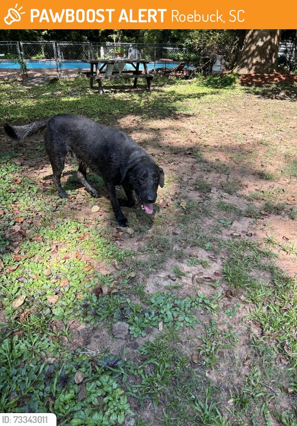 Found/Stray Male Dog last seen Dorman Hs, Roebuck, SC 29376