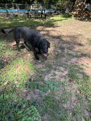 Found/Stray Male Dog last seen Dorman Hs, Roebuck, SC 29376