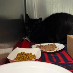 Shelter Stray Unknown Cat last seen , 1244 N Delsea Dr, Vineland, NJ 08360, USA