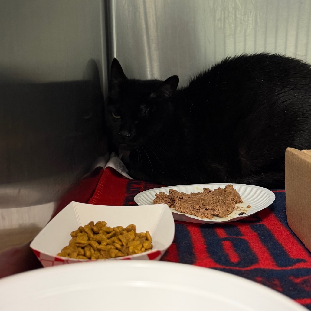 Shelter Stray Unknown Cat last seen , 1244 N Delsea Dr, Vineland, NJ 08360, USA