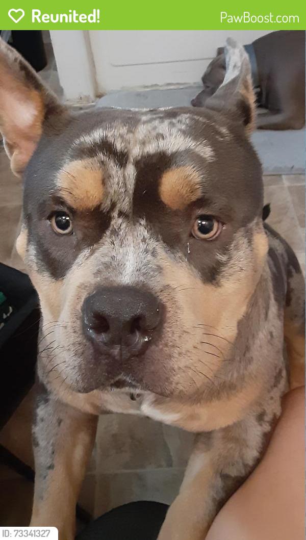 Reunited Male Dog last seen East Lake Mead, Las Vegas, NV 89156