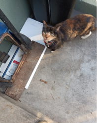 Lost Female Cat last seen Near Jax Liquor on Foothill, Oakland, CA 94606