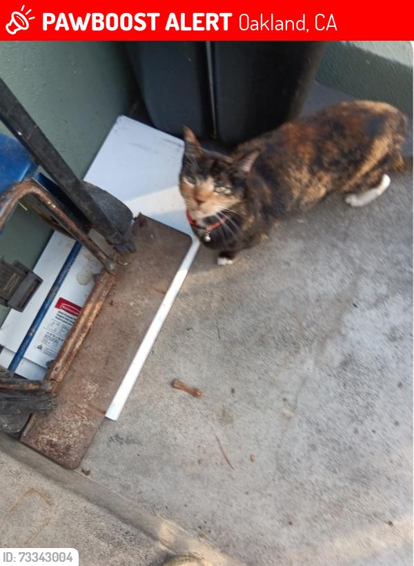Lost Female Cat last seen Near Jax Liquor on Foothill, Oakland, CA 94606