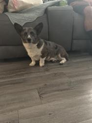 Found/Stray Male Dog last seen Near 87th, Lubbock, TX 79423