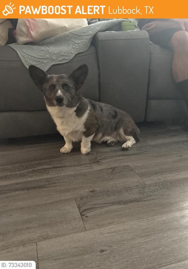 Found/Stray Male Dog last seen Near 87th, Lubbock, TX 79423
