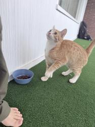 Found/Stray Male Cat last seen 27th Ave and Bonnie Doon, Yakima, WA 98902