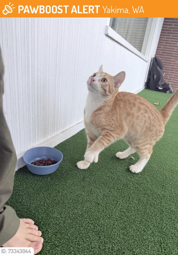 Found/Stray Male Cat last seen 27th Ave and Bonnie Doon, Yakima, WA 98902
