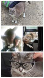 Lost Male Cat last seen Demeritt rd, Newfield, ME 04056