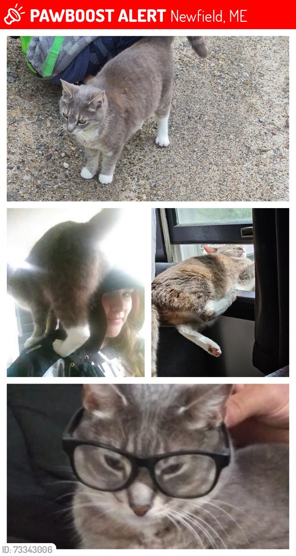 Lost Male Cat last seen Demeritt rd, Newfield, ME 04056