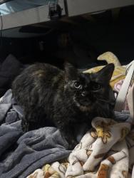 Reunited Female Cat last seen Sunset BLVD & Garden AVE, Pennfield Township, MI 49017