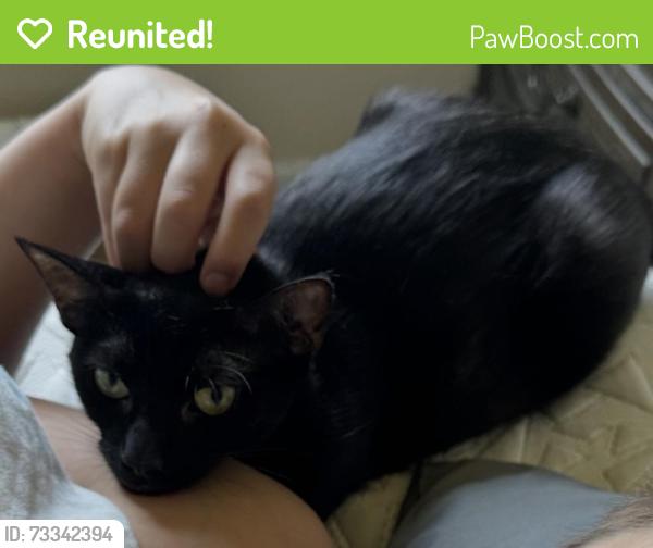 Reunited Female Cat last seen Alluvial/Highland Herndon/Highland, Clovis, CA 93619