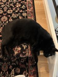 Reunited Male Cat last seen Stewart ave & Chesterton Dr, Walnut Creek, CA 94596