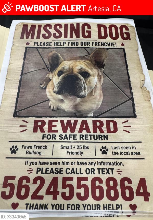 Lost Male Dog last seen 167street, pioneer , clarkdale blvd, city of artesia, Artesia, CA 90701