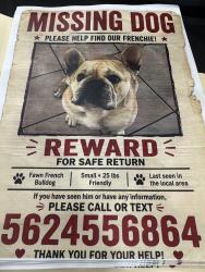 Lost Male Dog last seen 167street, pioneer , clarkdale blvd, city of artesia, Artesia, CA 90701