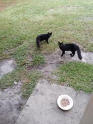 Lost Female Cat last seen Parking lot behind Dr.Escobar Office, Port St. Lucie, FL 34952