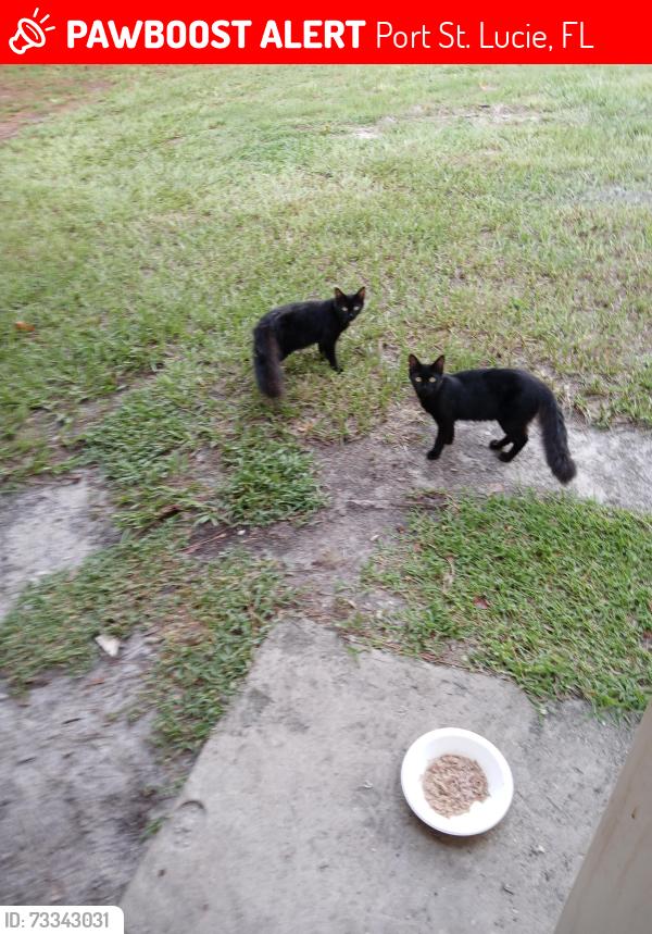 Lost Female Cat last seen Parking lot behind Dr.Escobar Office, Port St. Lucie, FL 34952