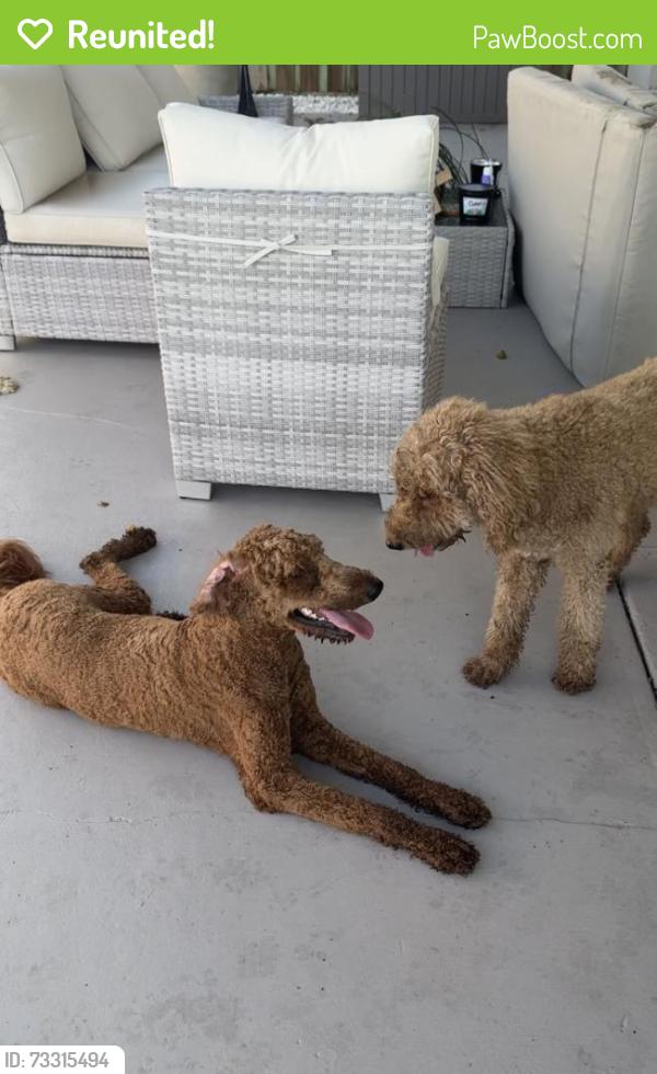 Reunited Unknown Dog last seen 184th, Miami-Dade County, FL 33177