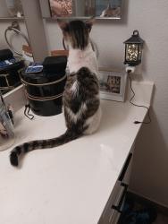 Found/Stray Male Cat last seen West McDowell and 75th ave, Tolleson, AZ 85353