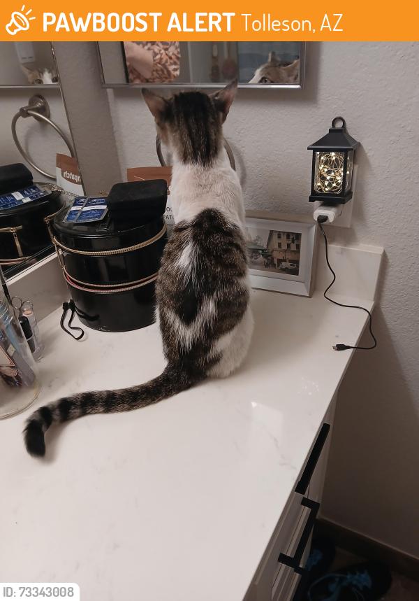 Found/Stray Male Cat last seen West McDowell and 75th ave, Tolleson, AZ 85353