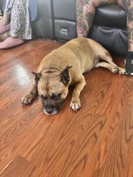 Found/Stray Female Dog last seen Parkside, Stockbridge, GA 30281