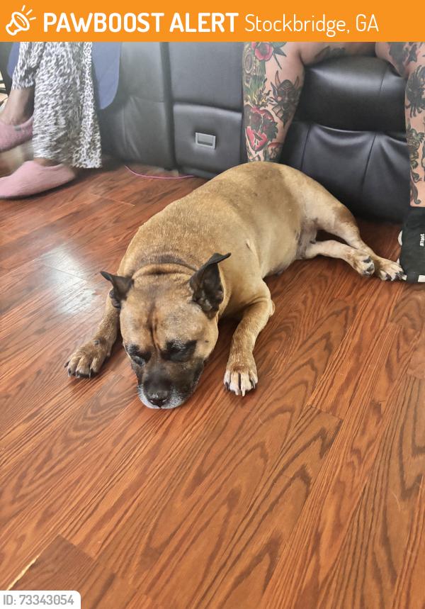 Found/Stray Female Dog last seen Parkside, Stockbridge, GA 30281
