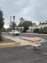 Found/Stray Unknown Dog last seen Silver and Princeton, Albuquerque, NM 87106