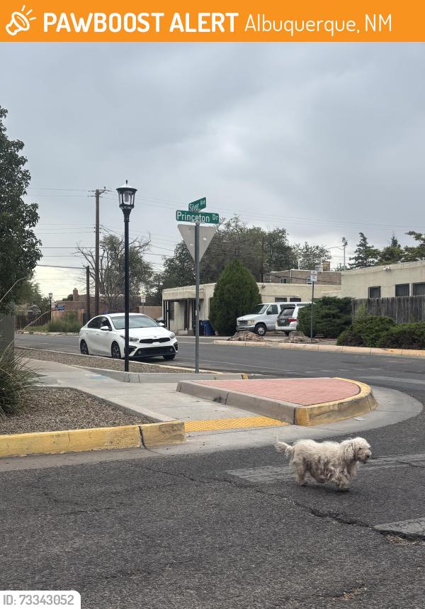 Found/Stray Unknown Dog last seen Silver and Princeton, Albuquerque, NM 87106