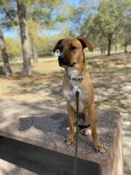 Lost Male Dog last seen Gladstell and 1010, Cleveland, TX 77327