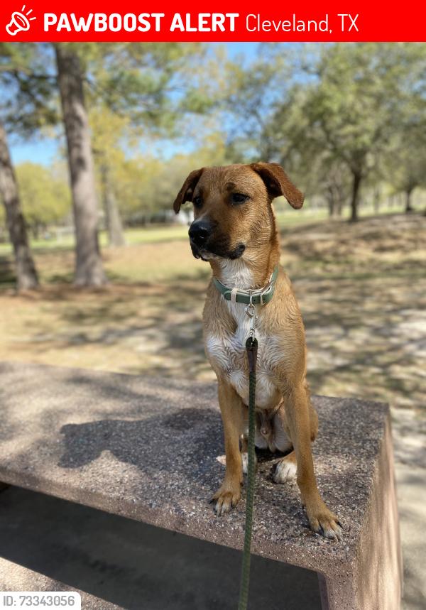 Lost Male Dog last seen Gladstell and 1010, Cleveland, TX 77327