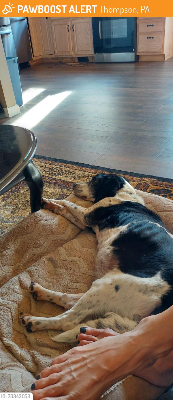 Found/Stray Male Dog last seen Fiddlecreek rd, Thompson, PA 18465