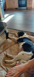 Found/Stray Male Dog last seen Fiddlecreek rd, Thompson, PA 18465