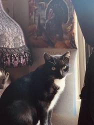 Lost Male Cat last seen Behind Walmart on dune palms, La Quinta, CA 92253